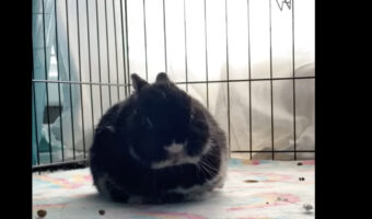 ウトウトするウサギ。ハッと目を覚ますこともあるのですが・・、眠気には勝てませんでした！！