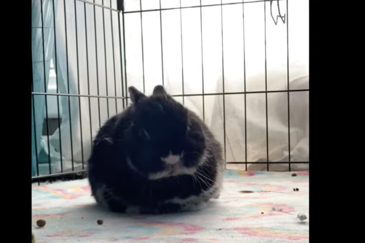 ウトウトするウサギ。ハッと目を覚ますこともあるのですが・・、眠気には勝てませんでした！！