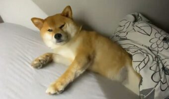壁ドンならぬ『床ドン』をする柴犬が強気な彼氏みたいで面白い!「横で寝ろって言われているみたい」