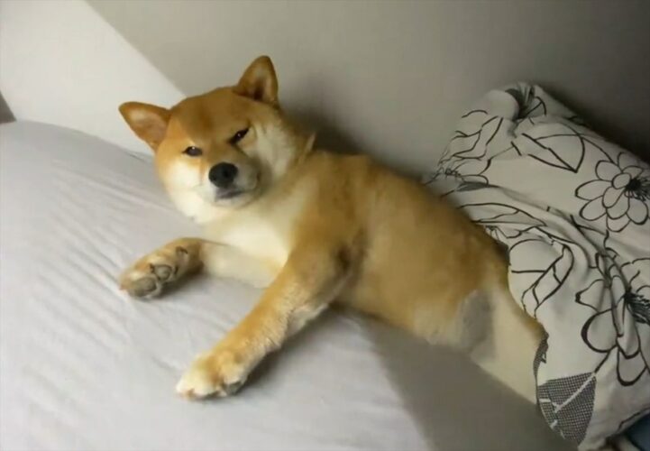 壁ドンならぬ『床ドン』をする柴犬が強気な彼氏みたいで面白い！「横で寝ろって言われているみたい」