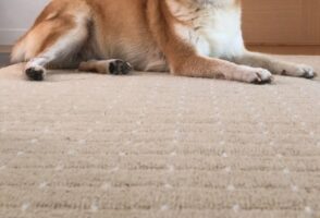 電話をしている飼い主を笑わせてくる犬の笑顔が面白いと話題に！「えっ！？本当に笑っていますね！」「すごい笑顔すぎる」