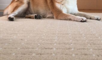 電話をしている飼い主を笑わせてくる犬の笑顔が面白いと話題に!「えっ!?本当に笑っていますね!」「すごい笑顔すぎる」