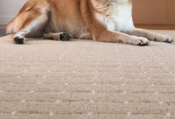 電話をしている飼い主を笑わせてくる犬の笑顔が面白いと話題に！「えっ！？本当に笑っていますね！」「すごい笑顔すぎる」