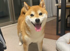 ボールを投げたのに犬だけ戻ってきた・・・柴犬あるあるな出来事が話題に！「めっちゃ良い笑顔ですね」