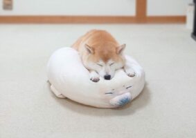 新入りのアザラシを置いといたら・・・すぐに寝に入った柴犬が可愛いと反響！「同じお顔をして寝てる」