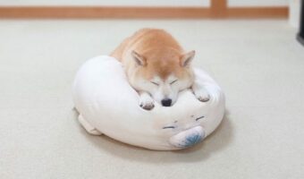 新入りのアザラシを置いといたら・・・すぐに寝に入った柴犬が可愛いと反響!「同じお顔をして寝てる」