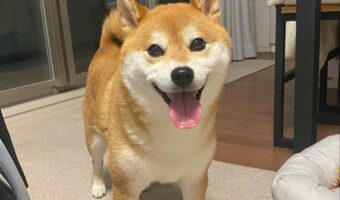 ボールを投げたのに犬だけ戻ってきた・・・柴犬あるあるな出来事が話題に!「めっちゃ良い笑顔ですね」