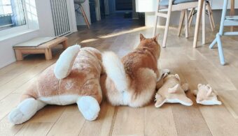 柴犬のぬいぐるみとシンクロする柴犬が話題に！「めちゃめちゃ可愛い」「心から癒やされる」