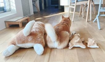 柴犬のぬいぐるみとシンクロする柴犬が話題に!「めちゃめちゃ可愛い」「心から癒やされる」