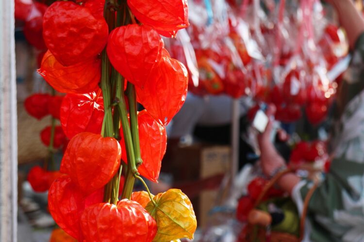 寺社で行われる「四万六千日」とはどのような行事？ほおずき市との関係は？？