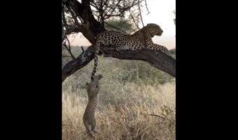 ヒョウの子供がオモチャにしようとしているのは・・お母さんのしっぽ!?ジャンプしてつかんだり、つかみそこねたりと一生懸命!!