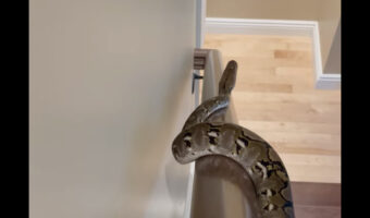 このヘビもしかして遊んでいる？手すりにつかまったヘビの動きにビックリ！！