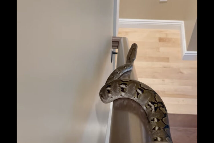 このヘビもしかして遊んでいる？手すりにつかまったヘビの動きにビックリ！！