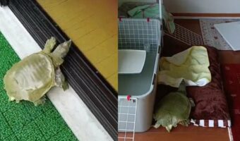 ちょっと寄り道しながらも、ちゃんとお家に帰っていくすっぽんの行動が賢くて可愛い！