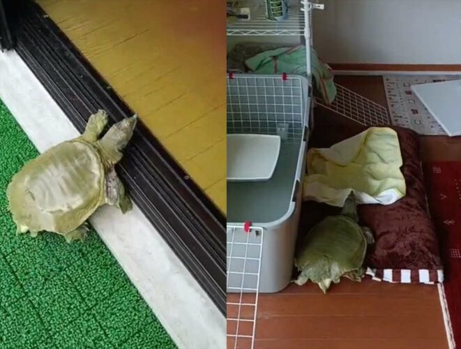 ちょっと寄り道しながらも、ちゃんとお家に帰っていくすっぽんの行動が賢くて可愛い！