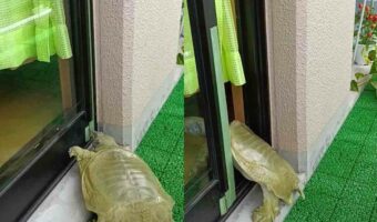 ドアを軽々と開けてよちよち自分のお家に戻っていく『すっぽん』が可愛すぎる!「スゲー!ドアを開けられるんだ!」