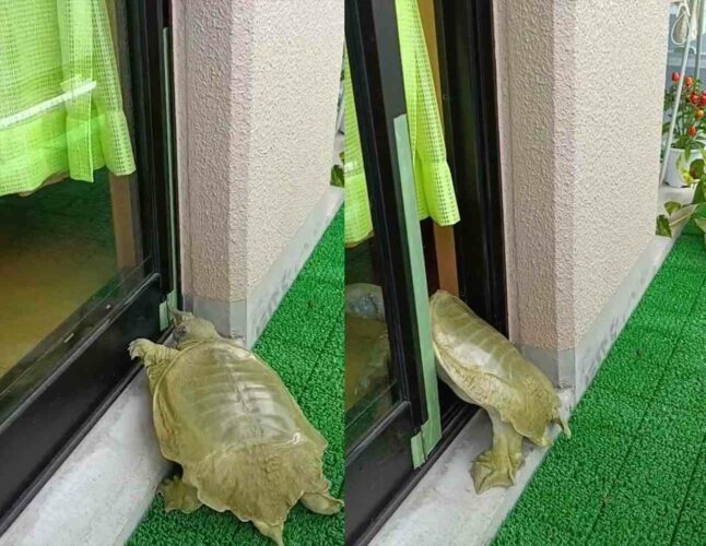 ドアを軽々と開けてよちよち自分のお家に戻っていく『すっぽん』が可愛すぎる！「スゲー！ドアを開けられるんだ！」