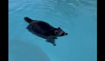 プールを泳ぐアライグマ、チャプチャプ泳ぐ姿が愛らしい!!【アメリカ・動画】