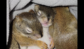 天使の寝顔！おなかいっぱいになったリスの赤ちゃんたちは身を寄せ合ってねんね中！【アメリカ・動画】