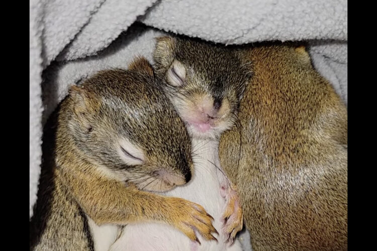 天使の寝顔！おなかいっぱいになったリスの赤ちゃんたちは身を寄せ合ってねんね中！【アメリカ・動画】