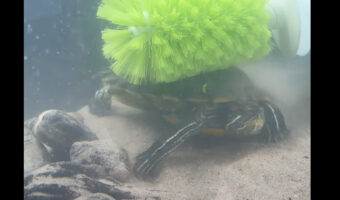 カメは水槽に取り付けられたブラシに大喜び!!おしりを振って甲羅を磨いています!!【アメリカ・動画】