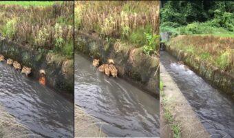 4匹のうりぼう兄弟、人間と目が合いその後の反応ががかわいい♪