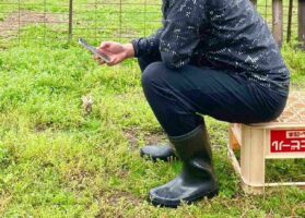 「なぜヤギはスマホを見てると邪魔しにくるのか」人間の肩に乗ってアクロバティックな体勢でスマホをのぞきこむヤギが面白い！