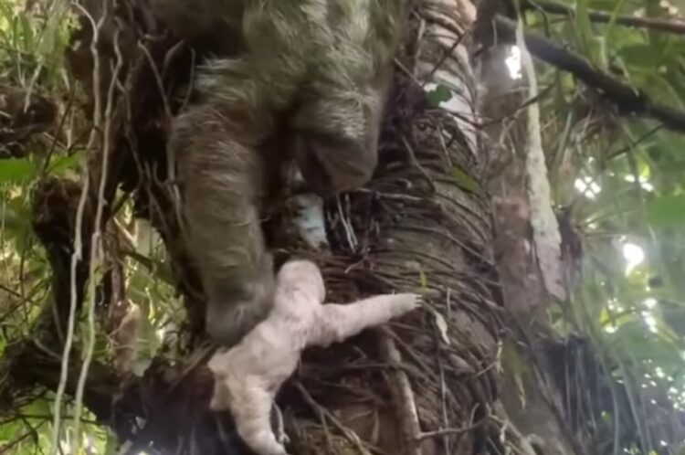 のんびりした動きで知られるナマケモノ。しかし、子供のピンチを前にしたら話が別です！！【海外・動画】