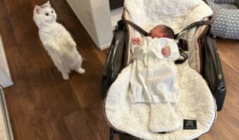 赤ちゃん泣いたら気になって思わず立っちゃった猫さんはこちらです