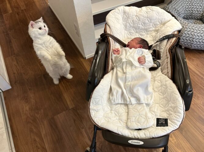赤ちゃん泣いたら気になって思わず立っちゃった猫さんはこちらです