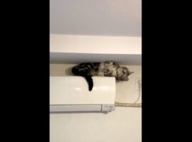 エアコンの上で可愛いポーズを披露する愛猫の動画に反響！「隙間にモップかけてくれてる」「カメラ目線が可愛い」