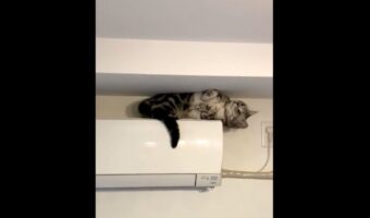 エアコンの上で可愛いポーズを披露する愛猫の動画に反響！「隙間にモップかけてくれてる」「カメラ目線が可愛い」