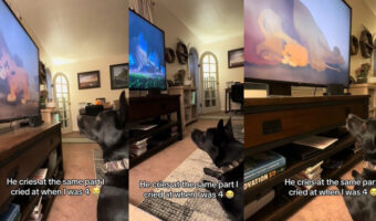 凄い!ライオンキングを見てムファサの死に嘆く犬