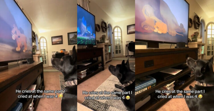 凄い！ライオンキングを見てムファサの死に嘆く犬