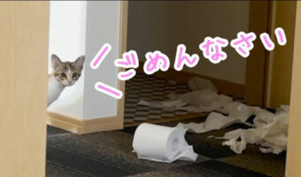 自分のしたことに対し確実に罪悪感を感じている猫ちゃんがかわいすぎる