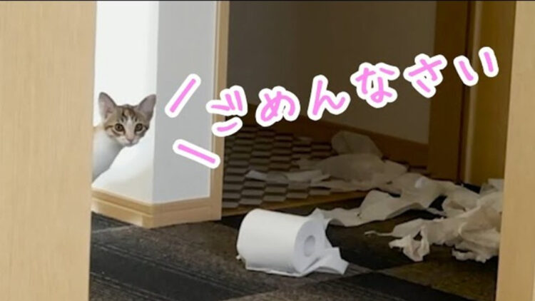 自分のしたことに対し確実に罪悪感を感じている猫ちゃんがかわいすぎる