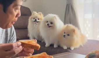 トーストへの熱視線!ポメ3姉妹のそれぞれの表情もたまらない!