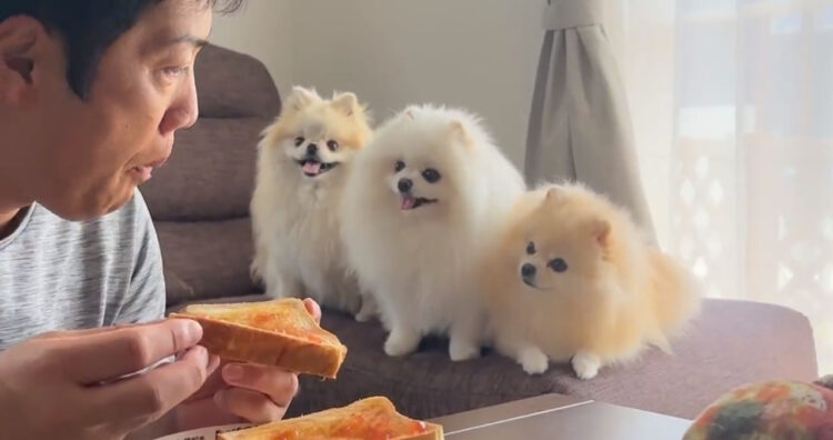 トーストへの熱視線！ポメ３姉妹のそれぞれの表情もたまらない！