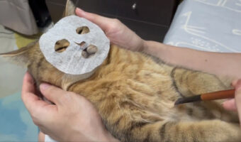 【面白動画ツイート】ティッシュでねこ用顔パック作ったらwwこっち見んなwww