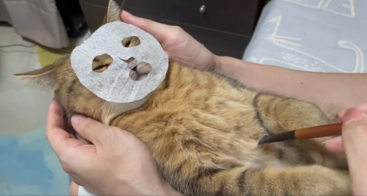 【面白動画ツイート】ティッシュでねこ用顔パック作ったらｗｗこっち見んなｗｗｗ