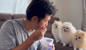 これは食べづらい....飼い主さんの食べるヨーグルトに熱視線を送るポメラニアン3姉妹が可愛い