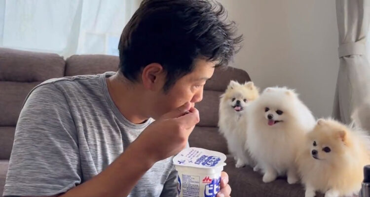 これは食べづらい....飼い主さんの食べるヨーグルトに熱視線を送るポメラニアン3姉妹が可愛い