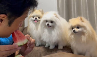 ポメラニアン3姉妹の前でスイカを食べた結果....やっぱりこうなった！！