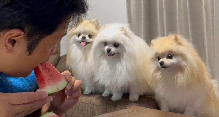 ポメラニアン3姉妹の前でスイカを食べた結果....やっぱりこうなった！！