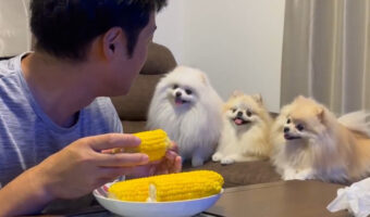 ゆっくり食べられません！とうもろこしへの視線が熱すぎるポメラニアン3姉妹が可愛い