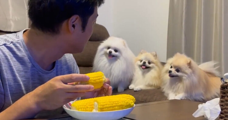 ゆっくり食べられません！とうもろこしへの視線が熱すぎるポメラニアン3姉妹が可愛い