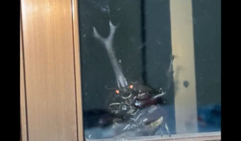 真夜中の訪問者！窓に目をやるとカブトが「入れてくれ！」とめっちゃ手を振ってた