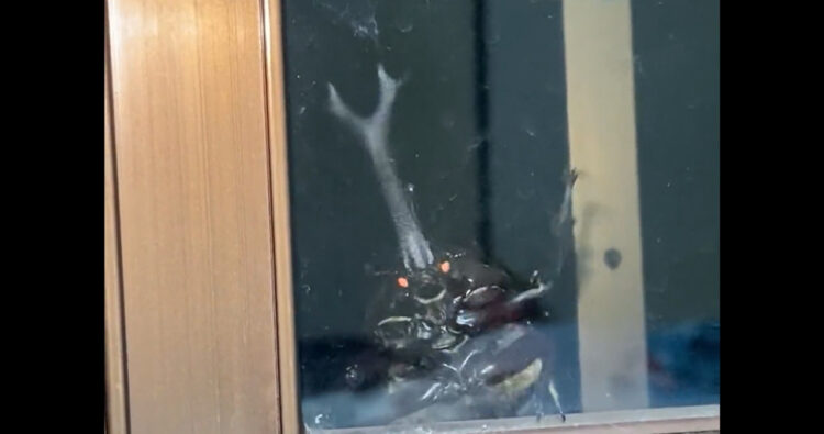 真夜中の訪問者！窓に目をやるとカブトが「入れてくれ！」とめっちゃ手を振ってた