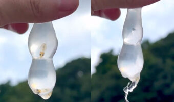 凄い瞬間！アオリイカの赤ちゃんが卵から孵化した瞬間を捉えたツイートが話題に！