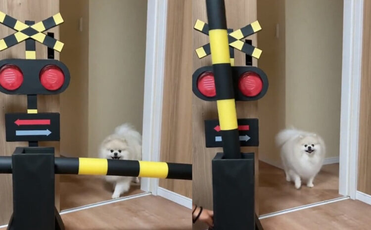 「踏切作ったら愛犬が愛想笑いで逃げて行った」というツイート、動画を見たら想像以上に愛想笑いで逃げてて笑った